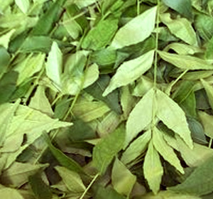 Fresh Curry Leaves  (20gms)