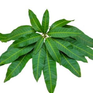 Mango leaves 100g