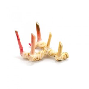 Verse Laos Galangal Wortel