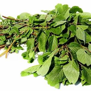 Fijne Klaroen Chauria Verse Surinaamse Bladgroente