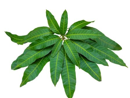 Mango leaves 100g
