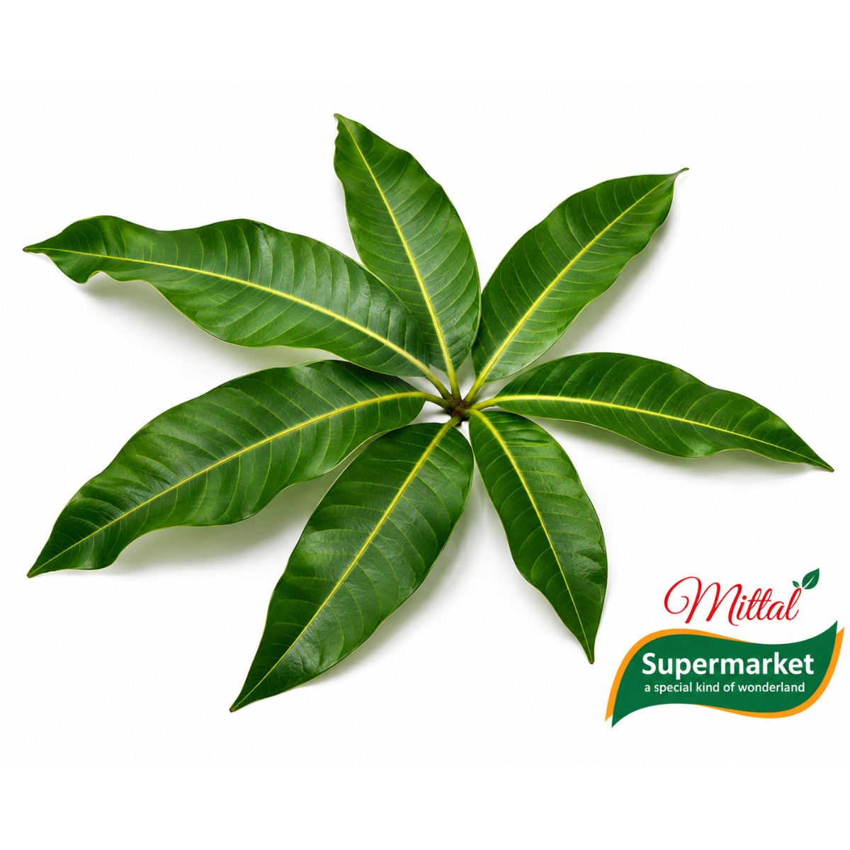 Verse Mangobladeren 7 Stuks, Aam ke Patte voor Pooja (Mango Leaves)